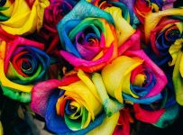 creare trandafir curcubeu