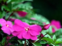 Impatiens