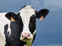 Rasa de vaci Bălțată cu Negru Românească