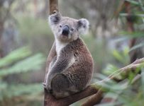 Koala